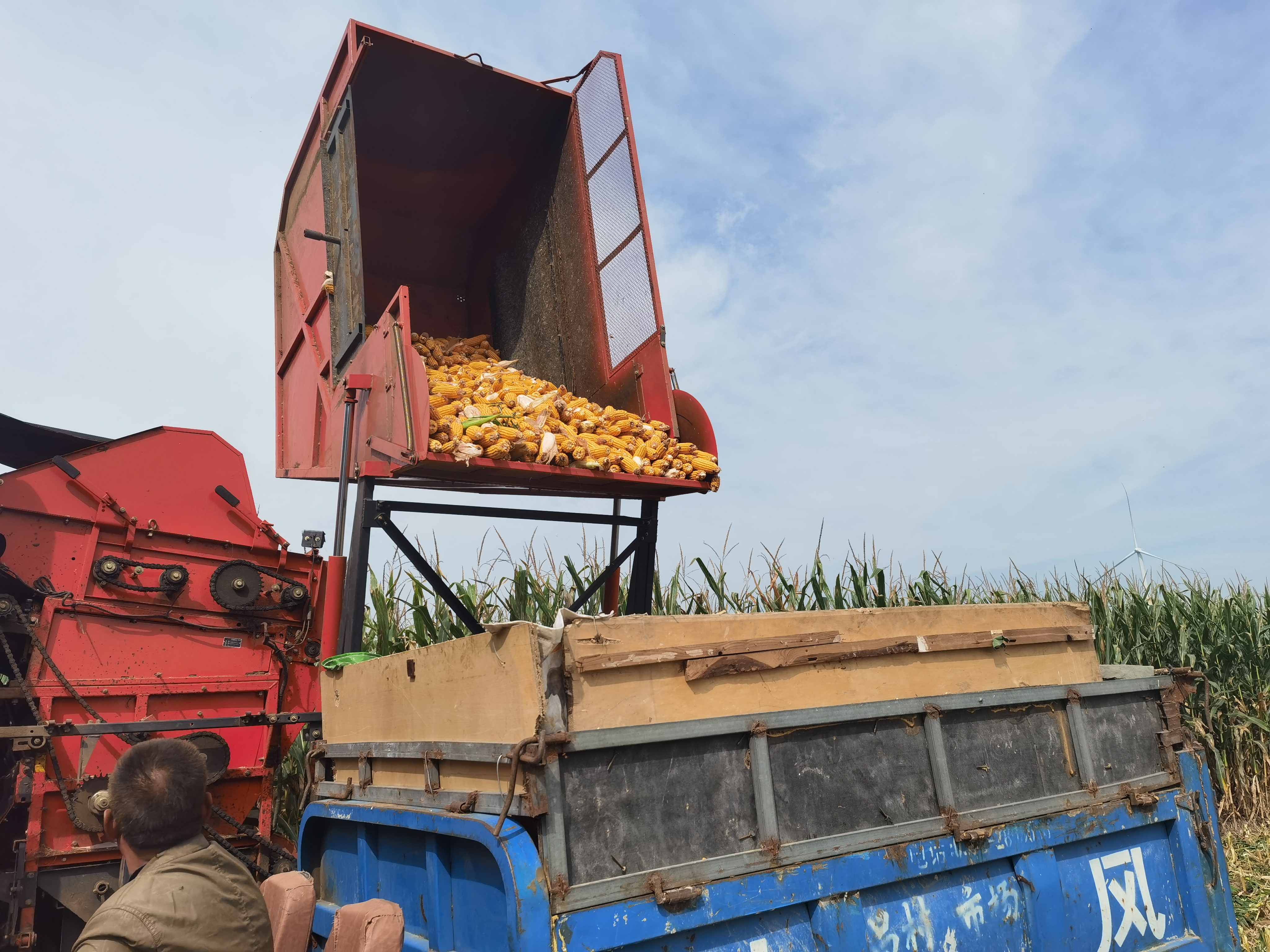 9月27日早上,在崔家桥镇隆化村村民老王种植的5亩玉米地里,大型玉米