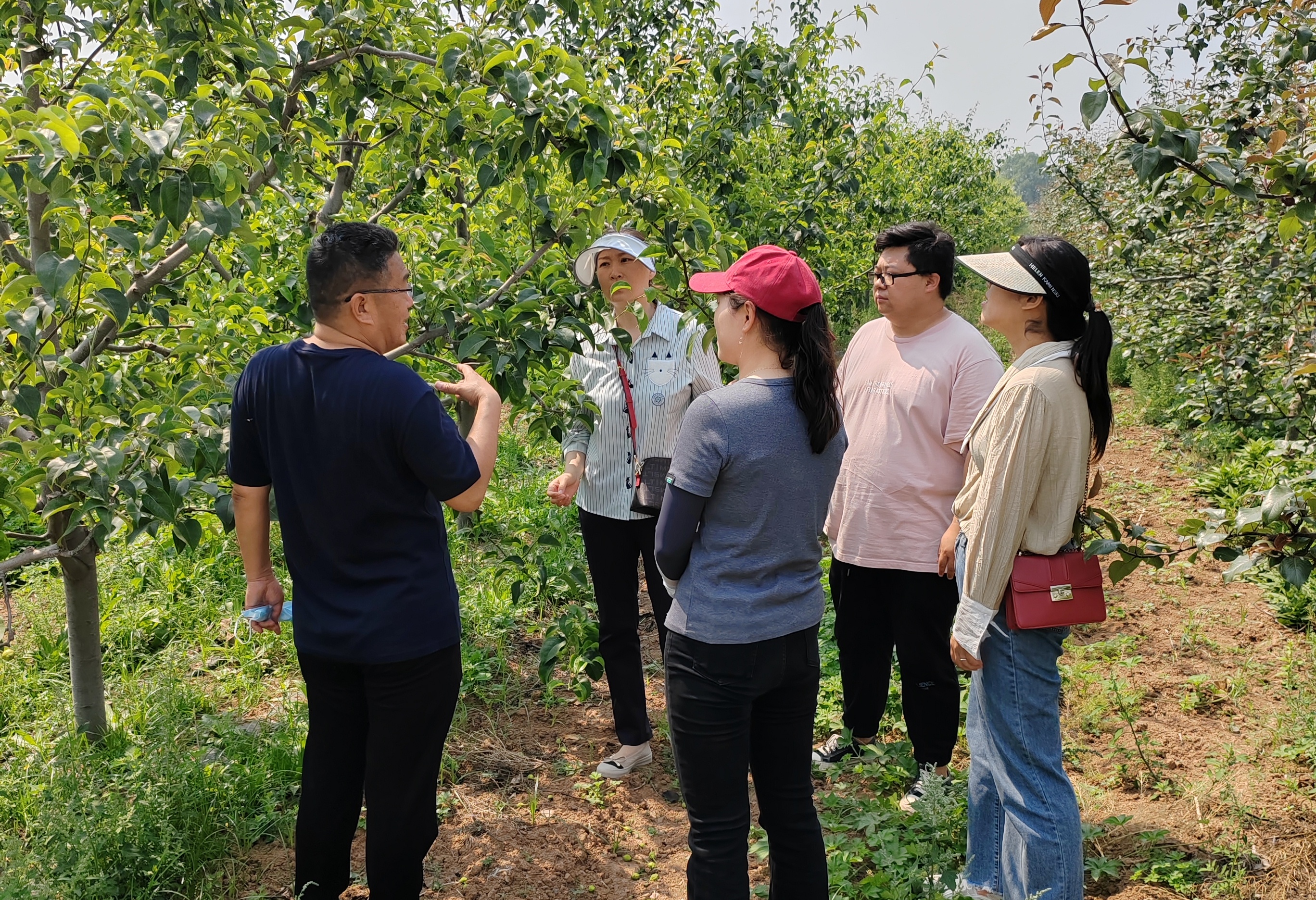 5月17日,安阳县林业发展中心组织林业县管专家,科技特派员,深入永和镇