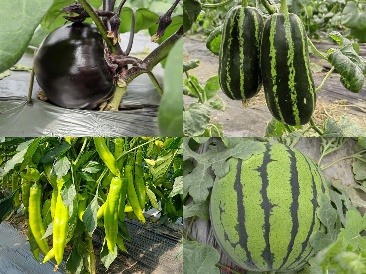 走进安阳县瓦店乡大裴村蔬菜温室大棚种植基地,西瓜,辣椒,芹菜,茄子等