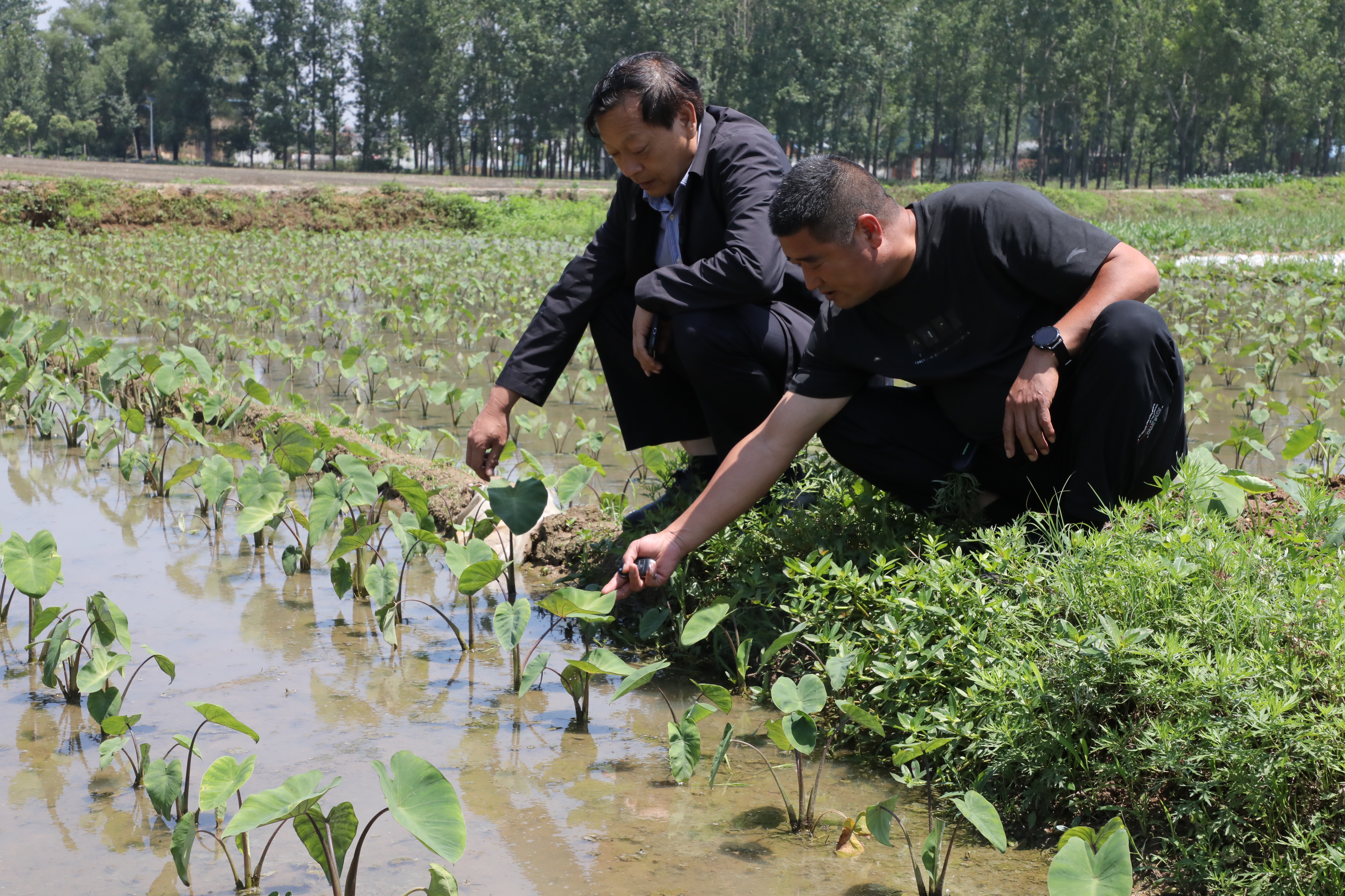 泌阳县春水镇恶霸图片