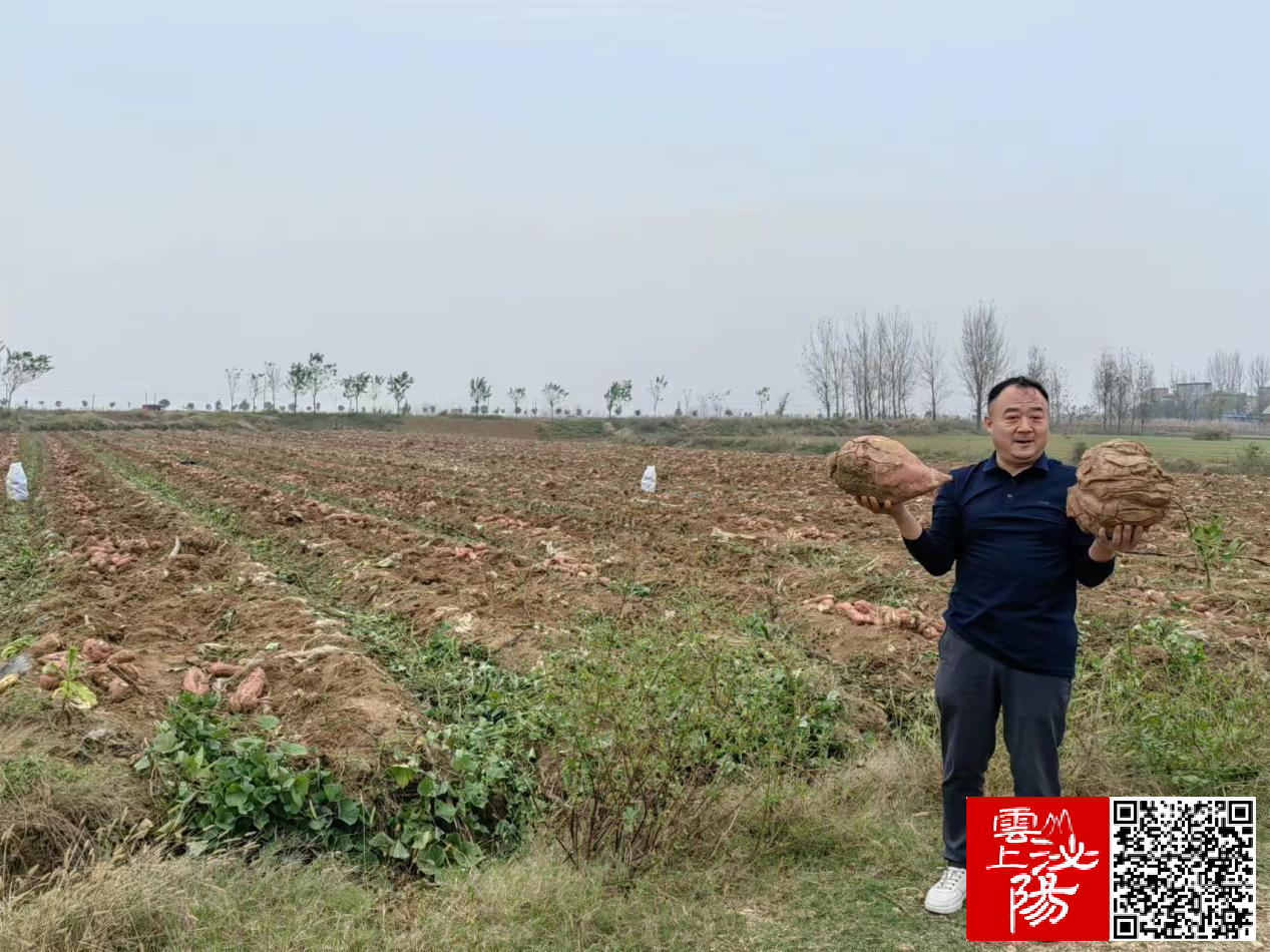 泌阳县泰山庙镇烟薯套种大丰收走好增收致富路