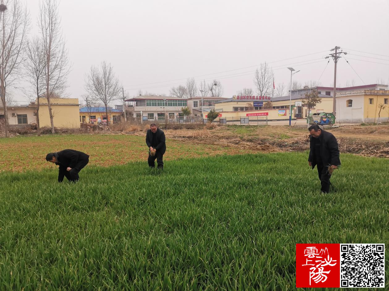 泌阳县泰山庙镇:清除多花黑麦草 守护群众粮袋子-大象网
