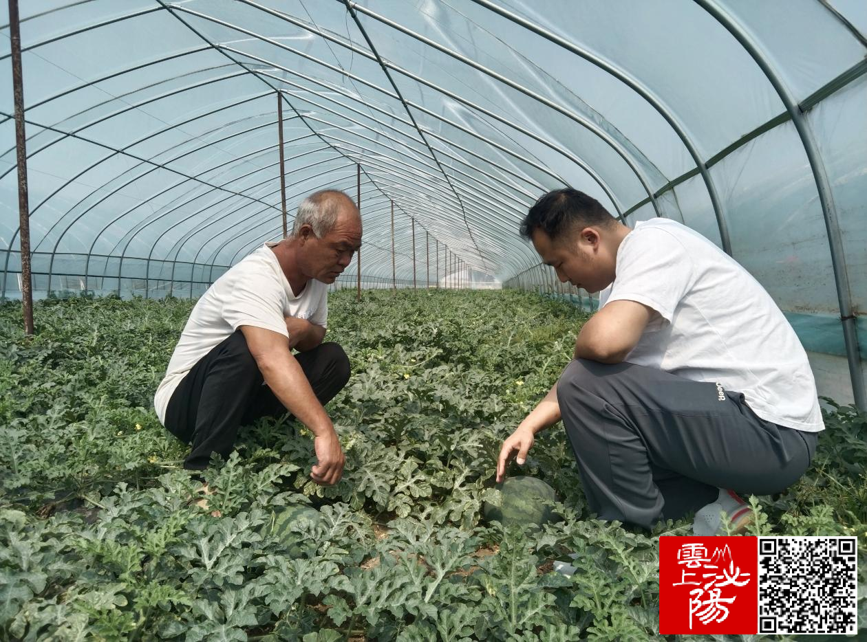 泌阳县泰山庙镇:西瓜产业开启乡村振兴"甜蜜"模式