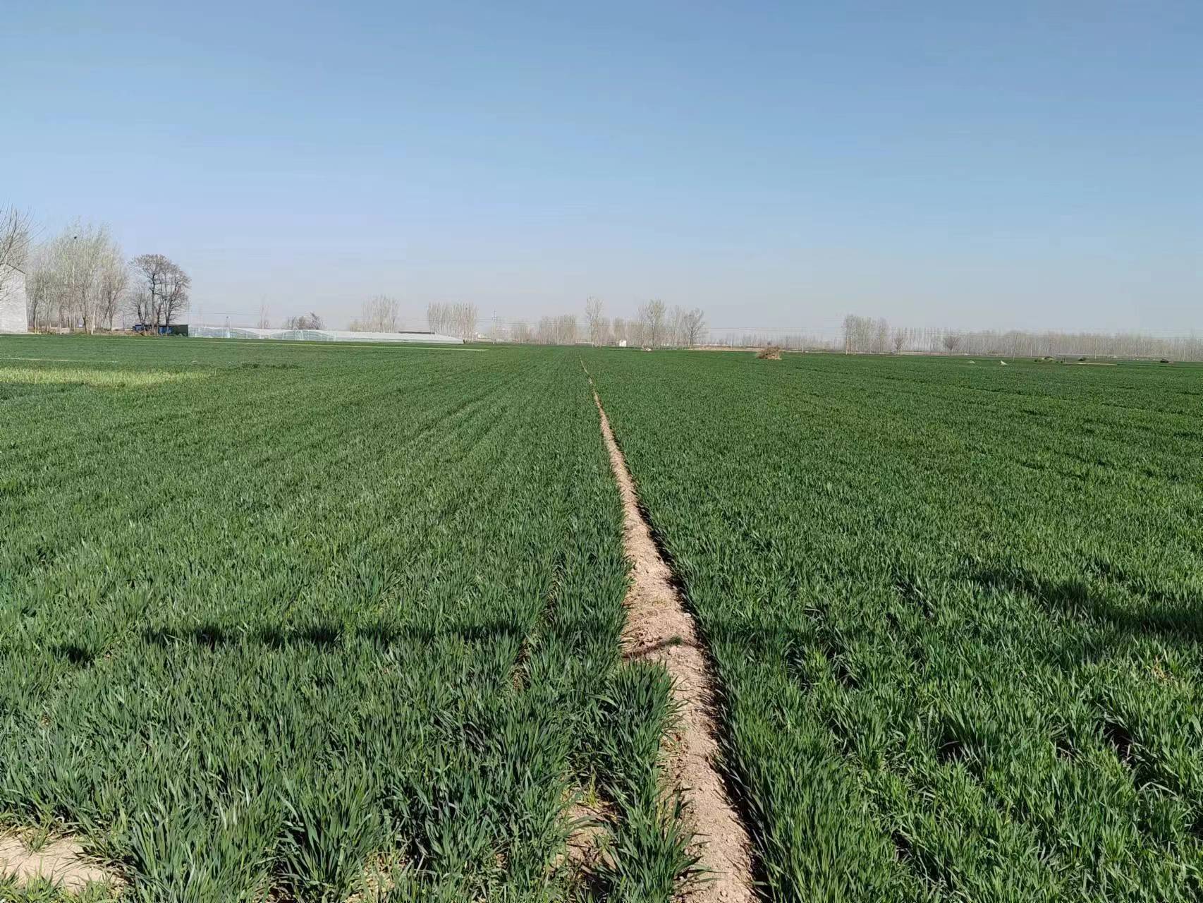 封丘县潘店镇麦苗返青似绿毯筑牢压舱石保丰收