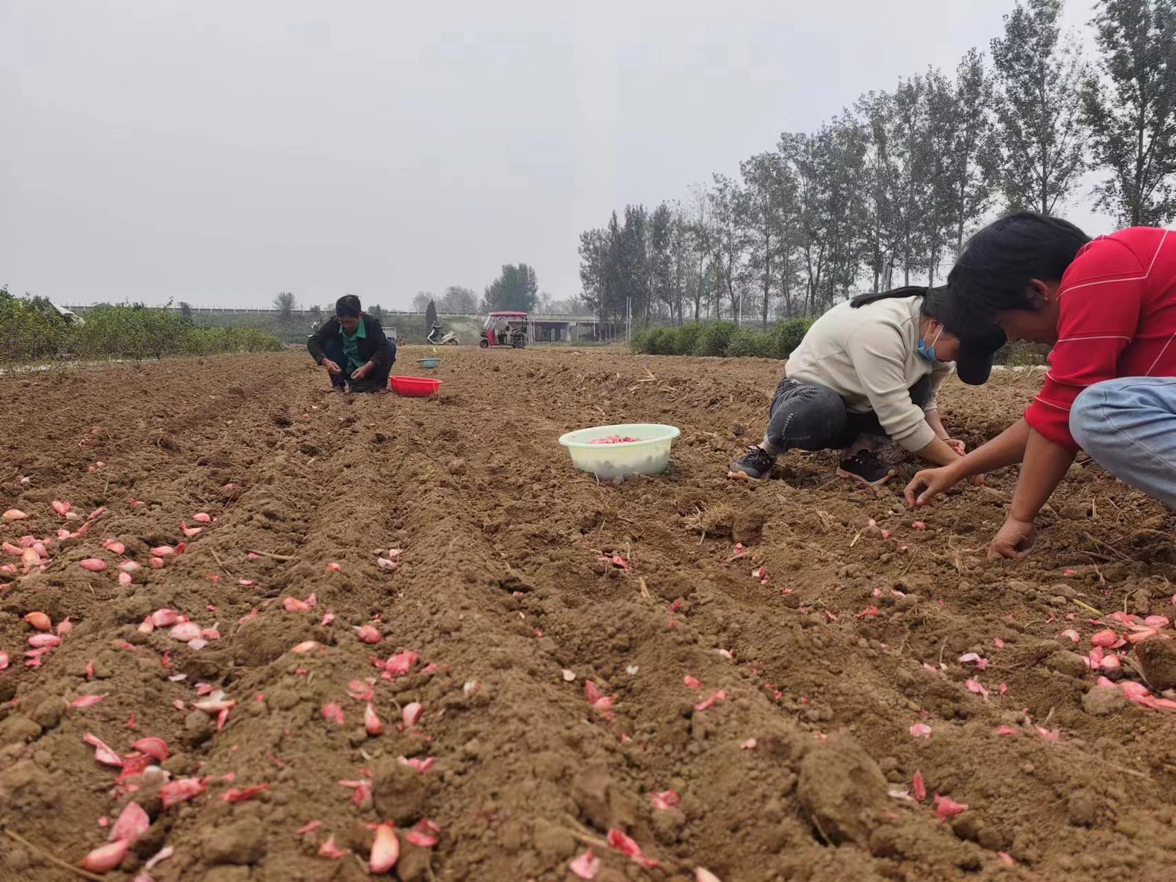 封丘县潘店镇金秋田间种蒜忙打响致富金蒜盘