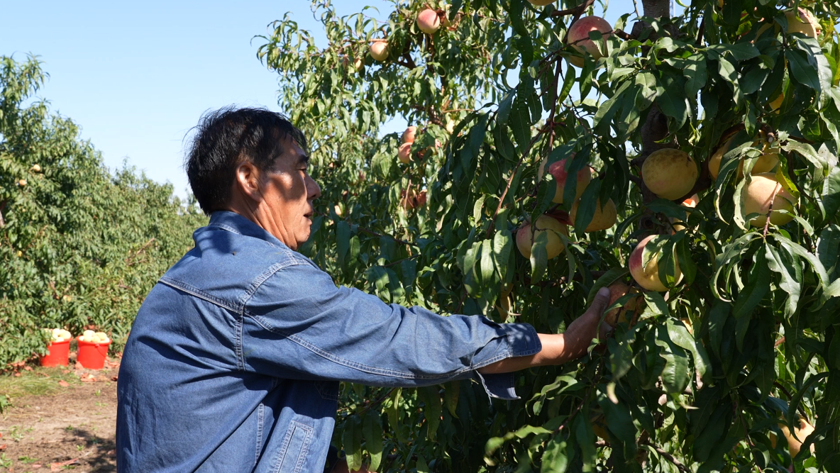 封丘县李庄镇桃园飘香喜丰收铺就振兴致富路