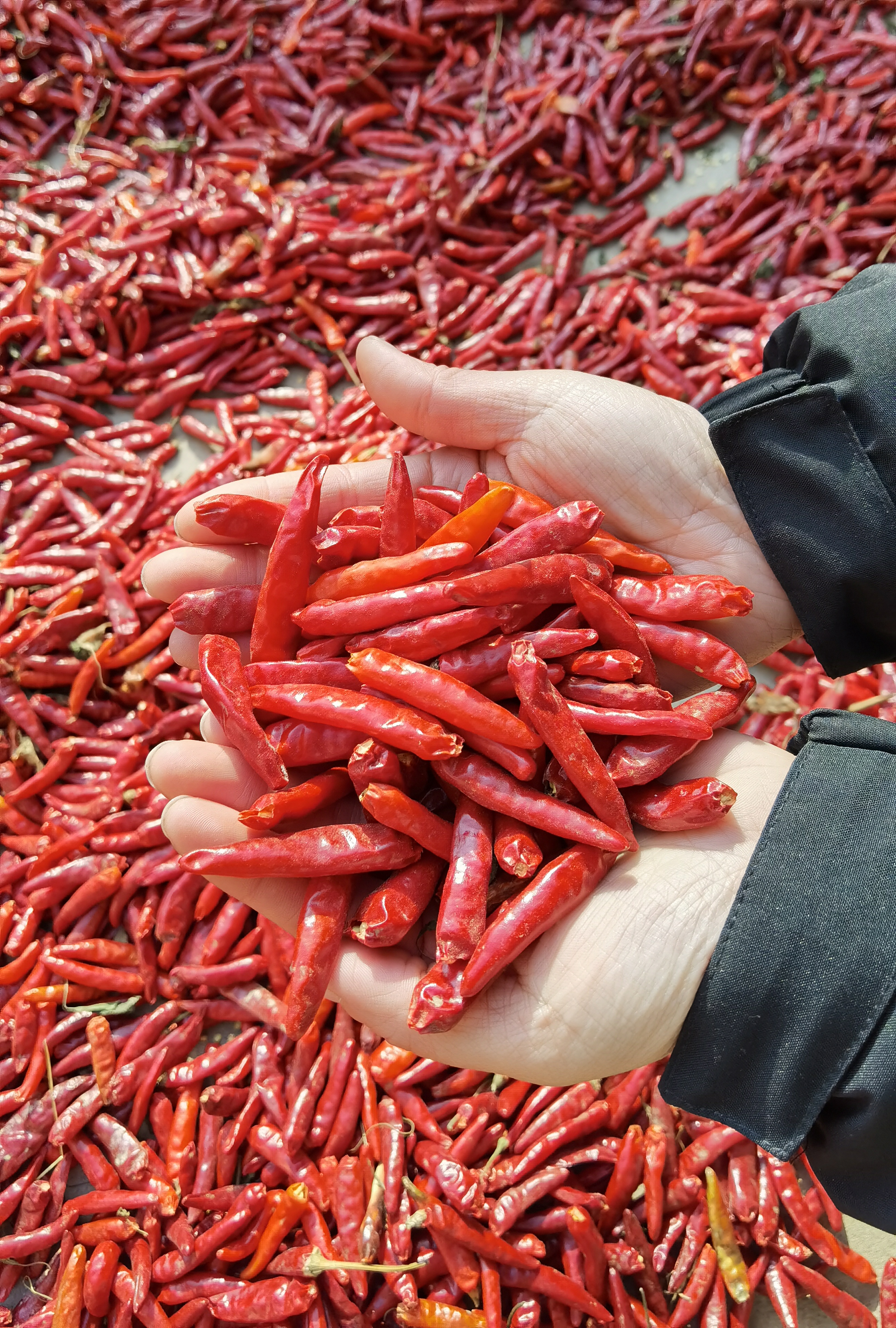 封丘县黄德镇火红辣椒喜丰收奏响致富椒响曲