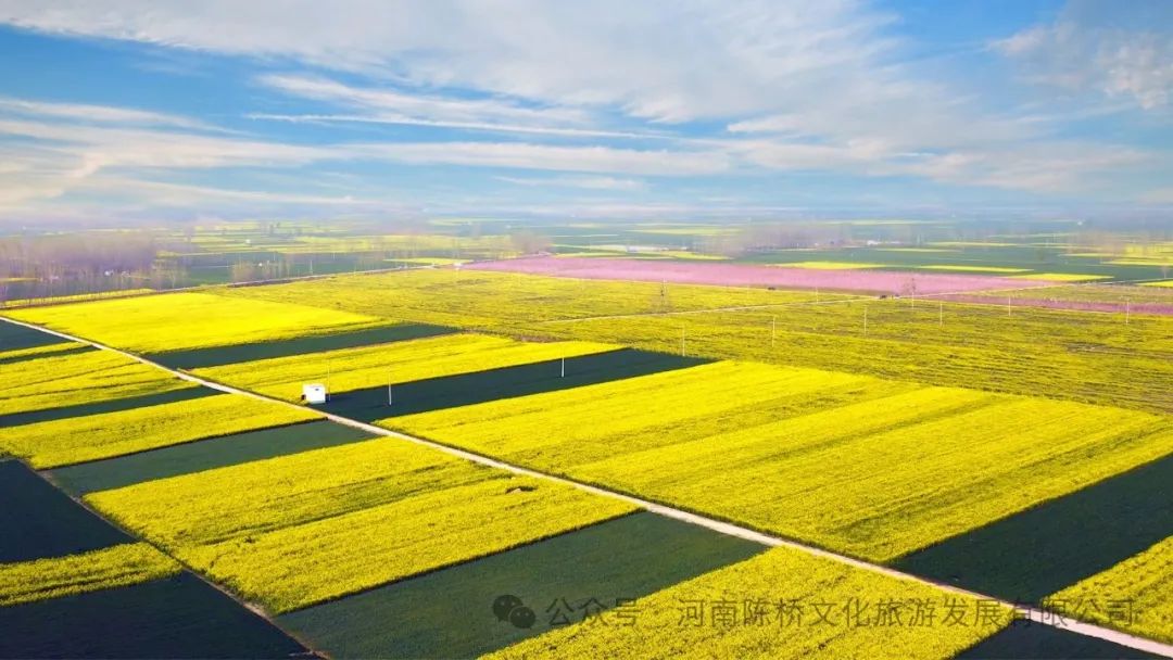 黄河春暖上青山 第八届陈桥湿地油菜花节约你来见!-大象网