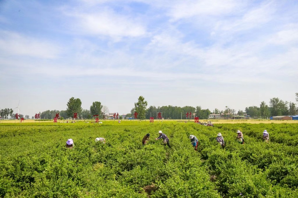 中国三大金银花基地图片