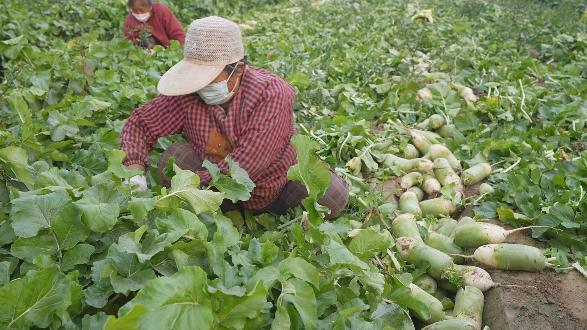 扶沟县大李庄乡中营村萝卜丰收收获忙