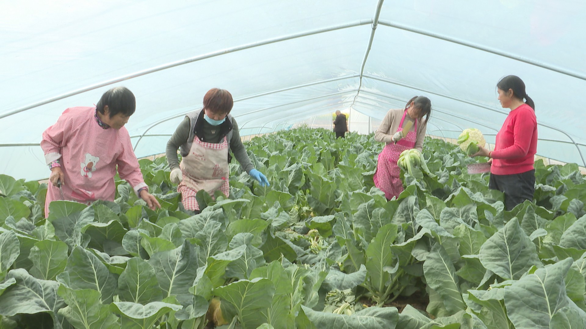 扶沟县柴岗乡翟楼村棚菜生产助民富