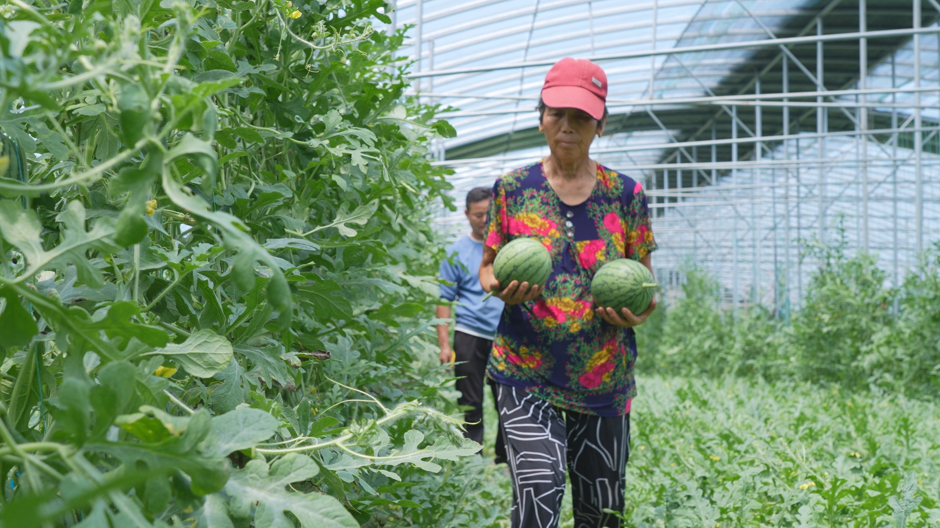 扶沟县柴岗:大棚西瓜"甜蜜"上市