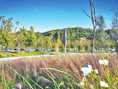 巩义市湿地露芳容景观尽显脉络之美