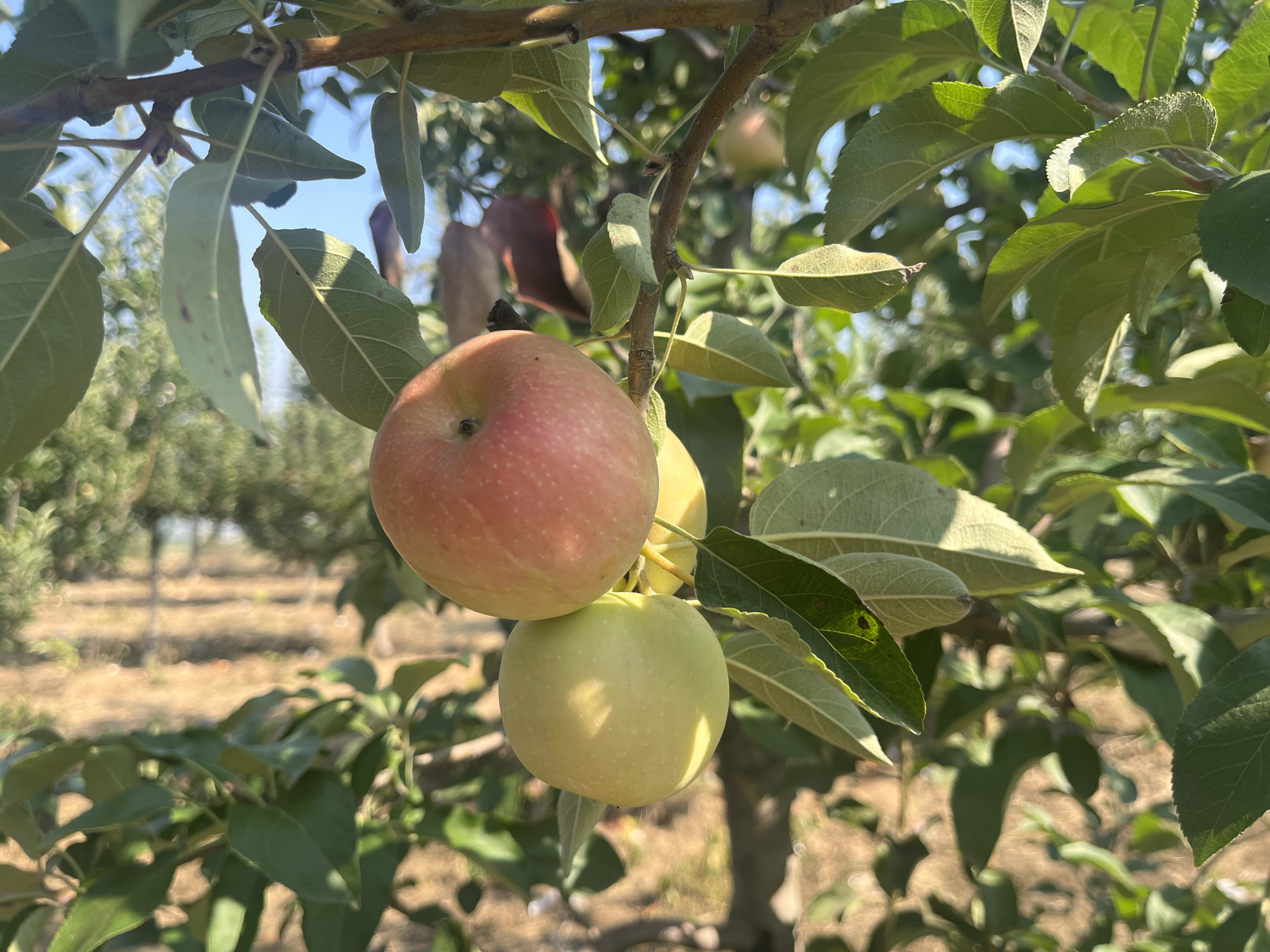 米河镇两河口村:苹果丰收挂满枝 映红农村致富路