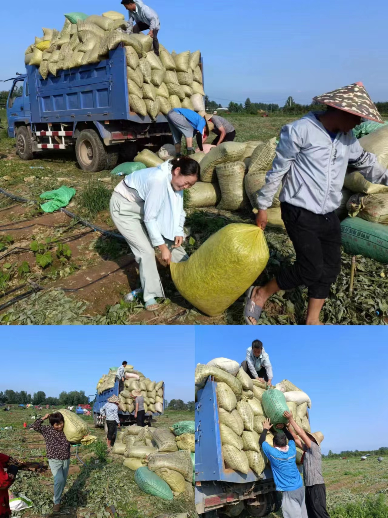 农民自制采摘毛豆工具图片