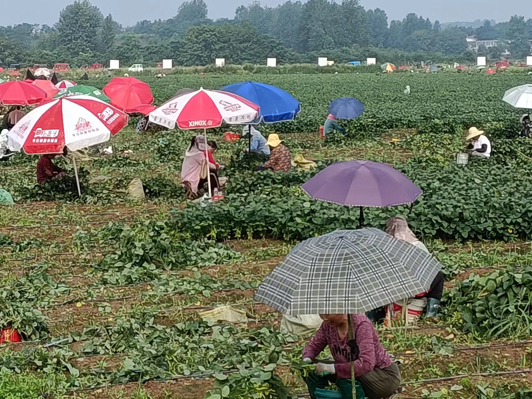 光山县泼陂河镇毛豆采摘喜丰收助农增收产业兴