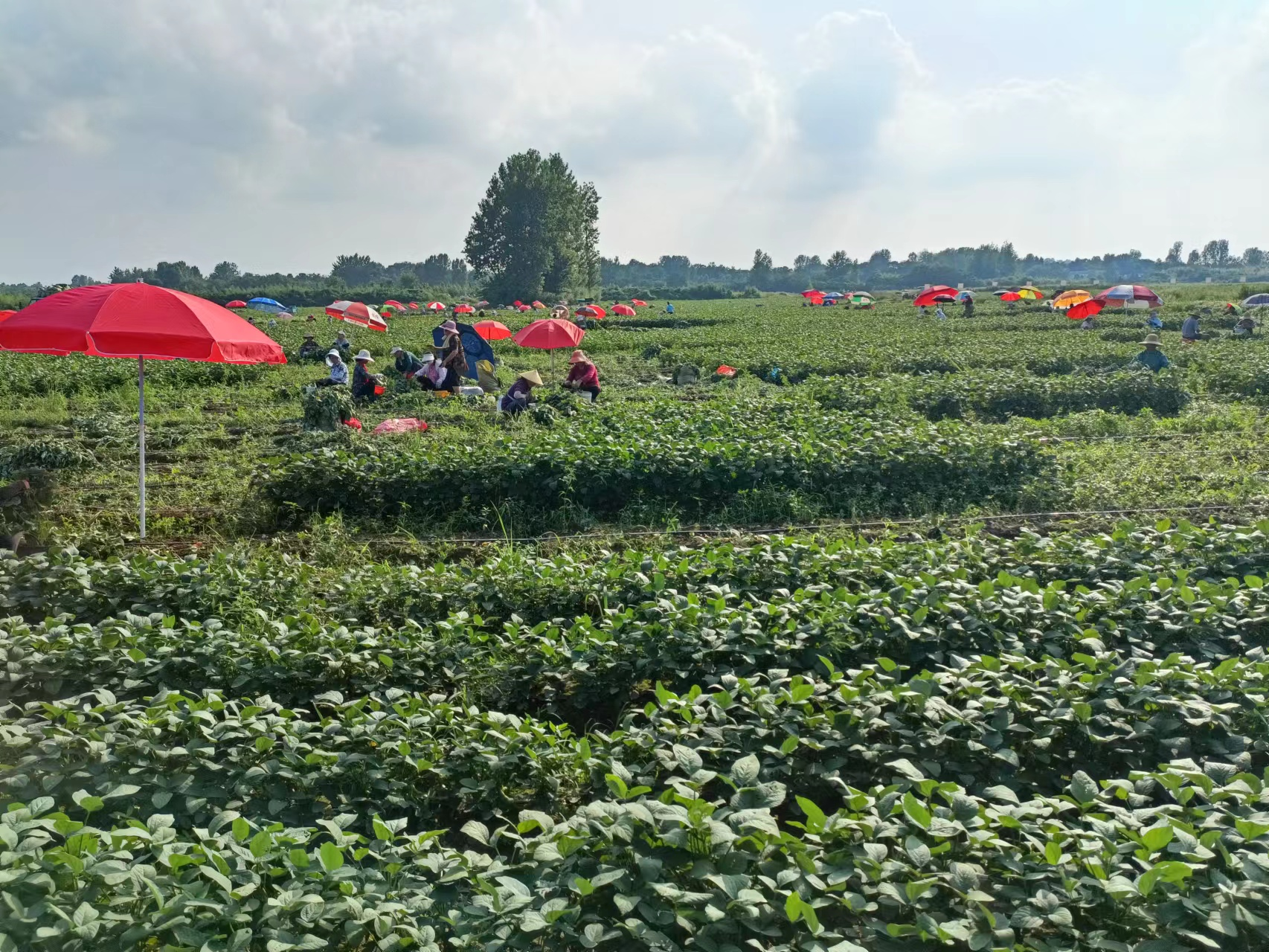 光山县泼陂河镇毛豆采摘喜丰收助农增收产业兴