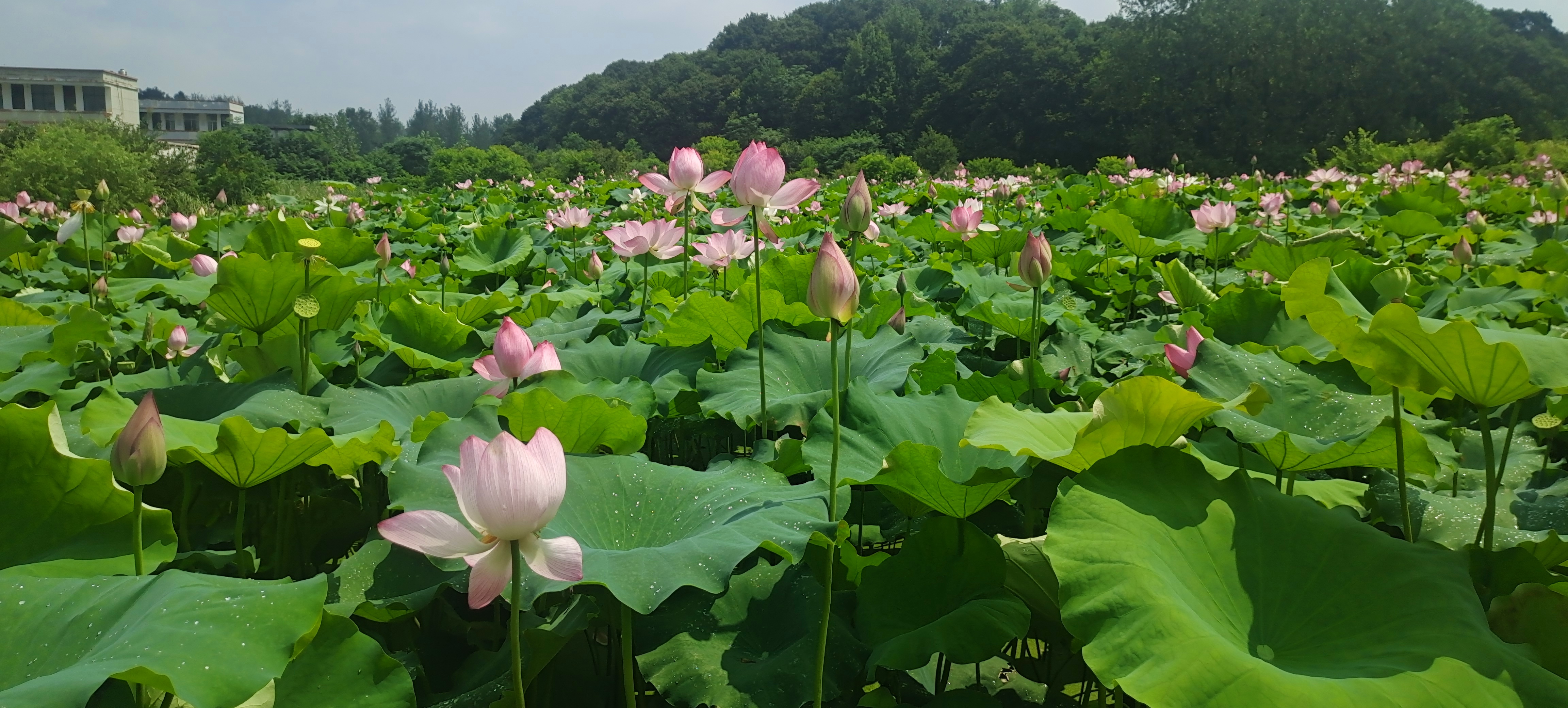 光山八大景色图片