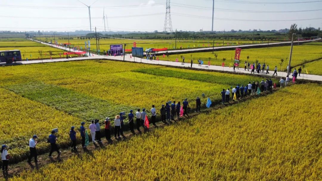 首页>头条>正文>据悉,我县以旱优3015为主导的节水抗旱稻,年推广应用