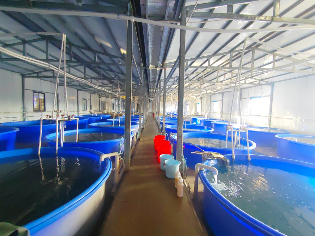 光山县北向店乡鲈鱼规模化养殖项目正式投产啦