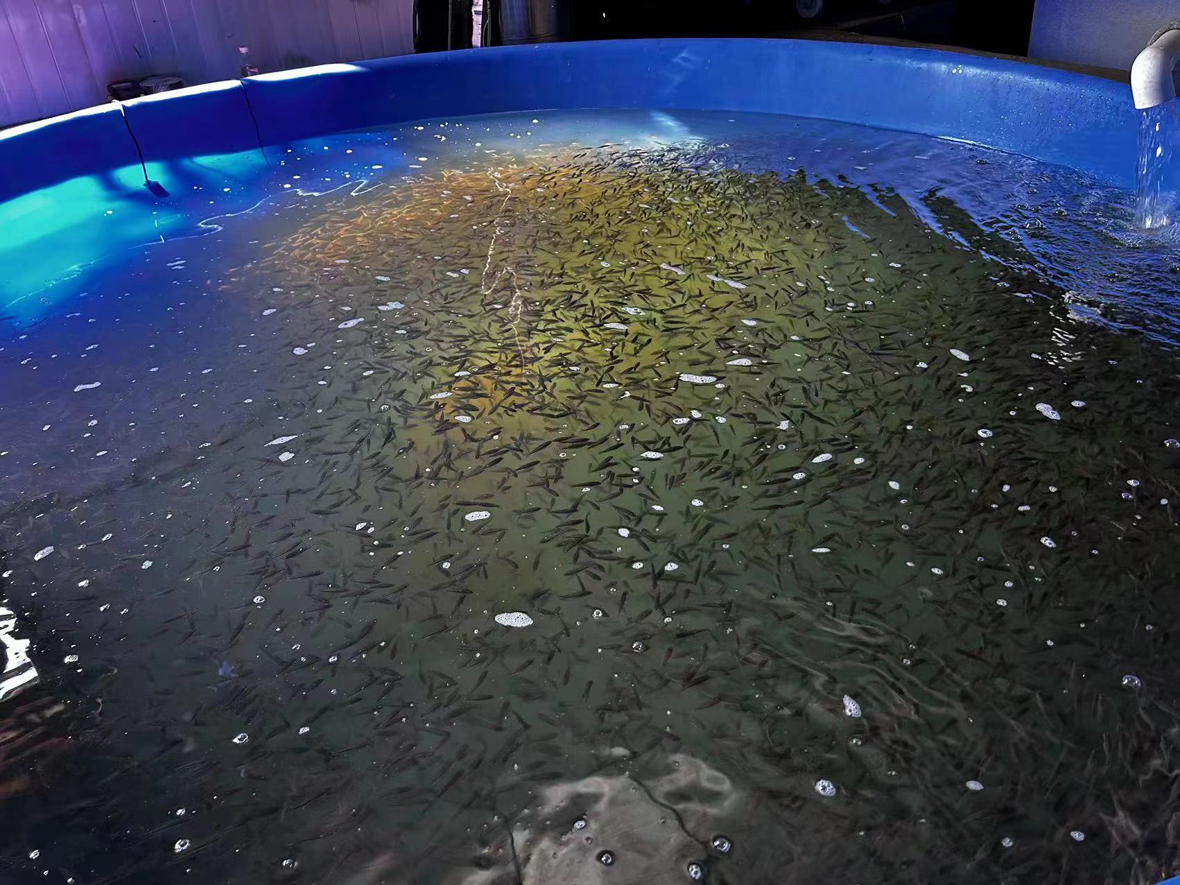 光山县北向店乡鲈鱼规模化养殖项目正式投产啦