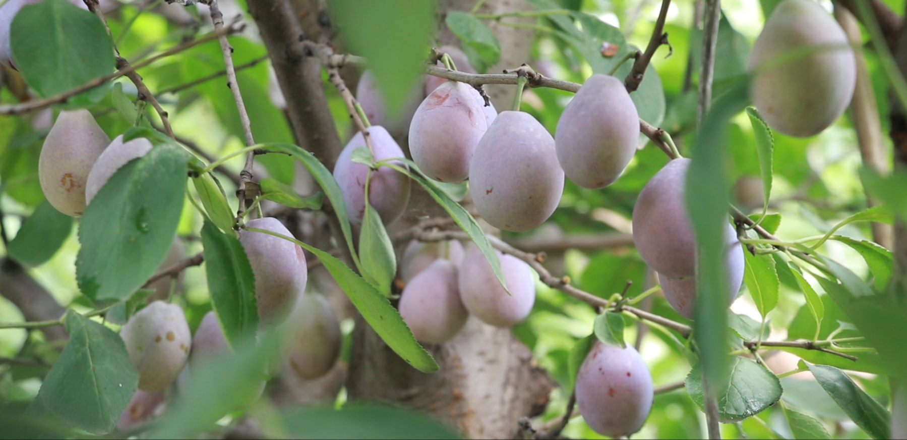 首页>头条>正文>"每年西梅丰收的季节,我都来这里工作,离家近,方便