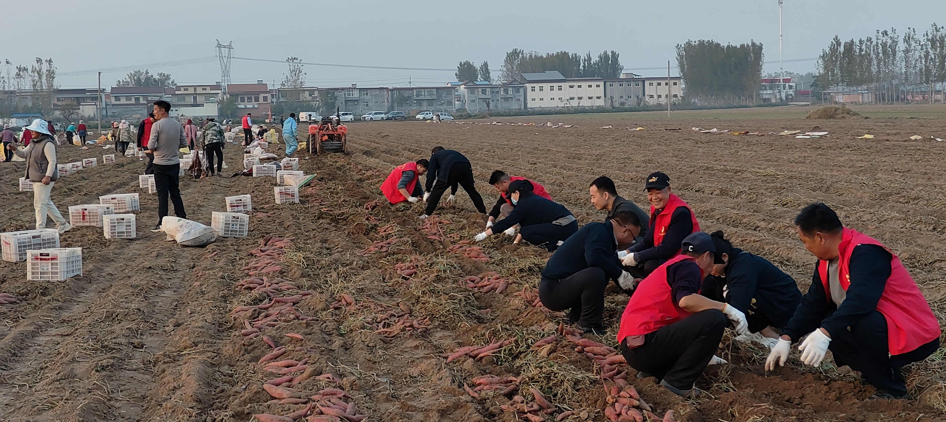 获嘉县志愿服务在田间助农收薯甜心间