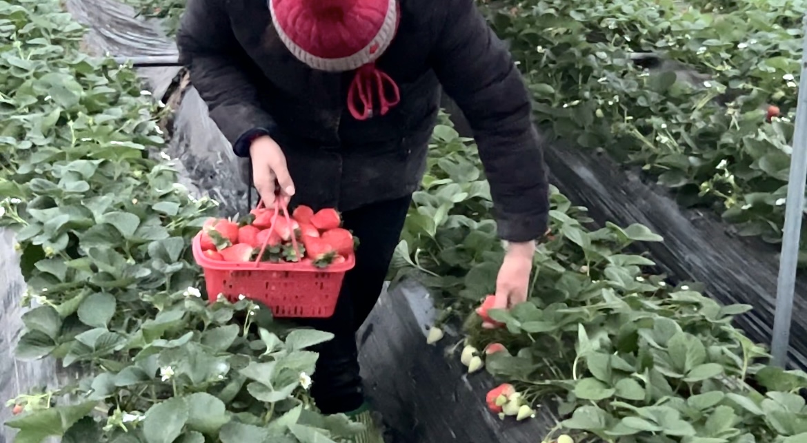 獲嘉縣史莊鎮小草莓映紅鄉村振興莓好生活