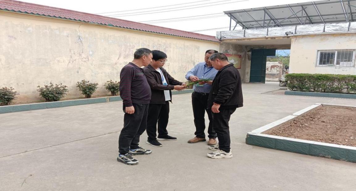 获嘉:把"麦"问诊助生产 因"苗"施策保丰收-大象网