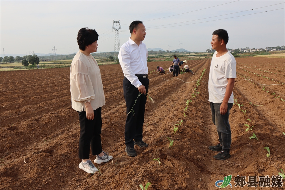 河南郏县茨芭风云人物图片