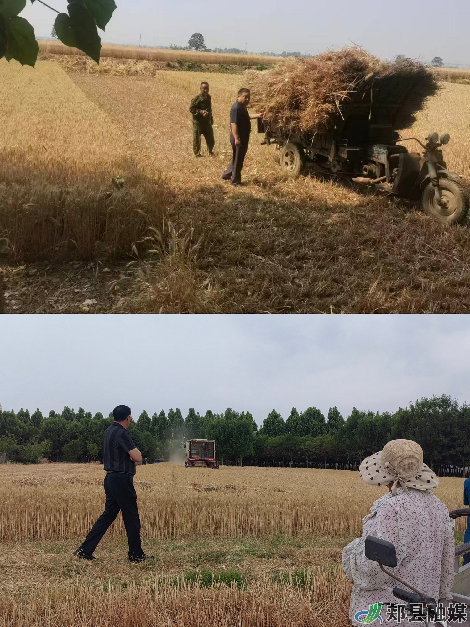 郏县白庙乡:"三夏"麦收忙 第一书记来帮忙