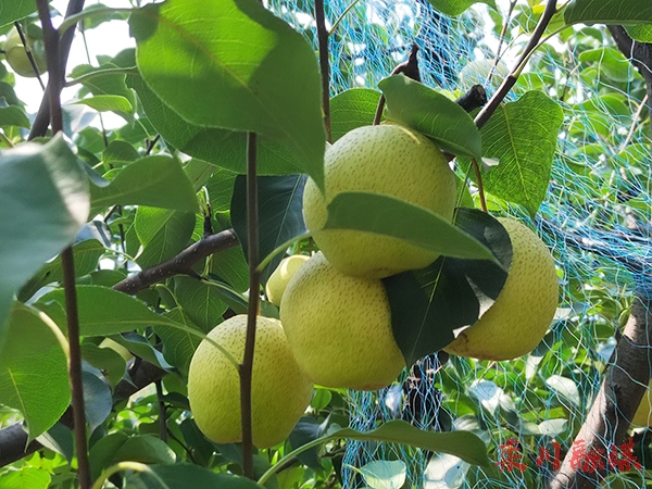 栾川县雪梨丰收季梨农增收时