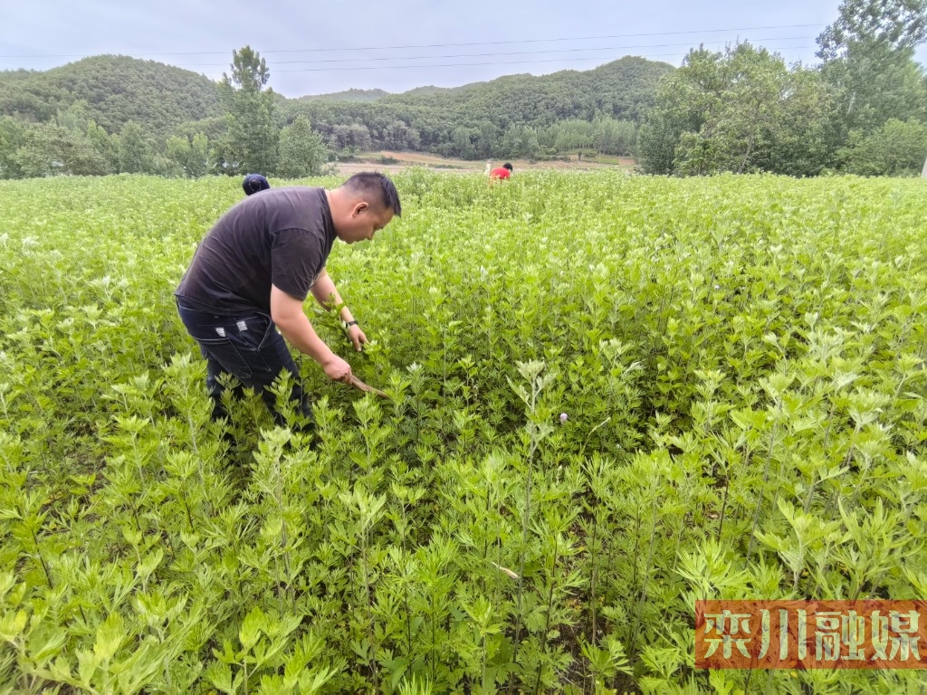 "小小艾草" 铺就乡村致富路
