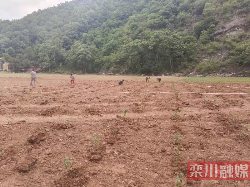 秋扒乡小河村:金丝皇菊种植忙