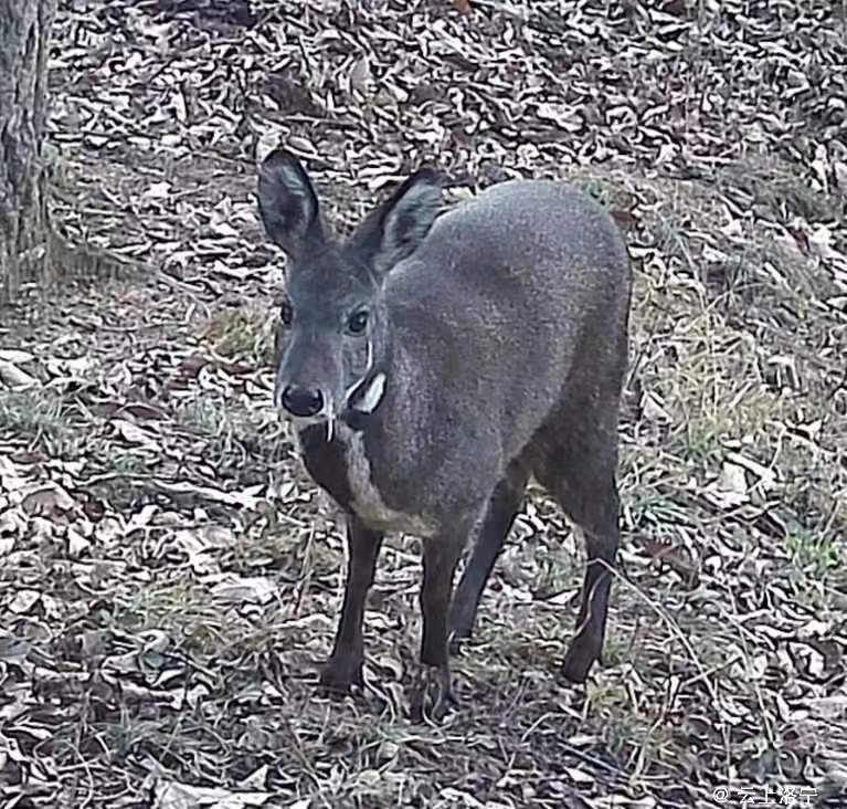 林麝在这份宝贵的生态"相册"中,国家一级保护动物林麝的身影尤为引人