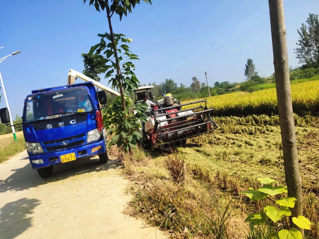 罗山县庙仙乡田间忙农事收获好丰景