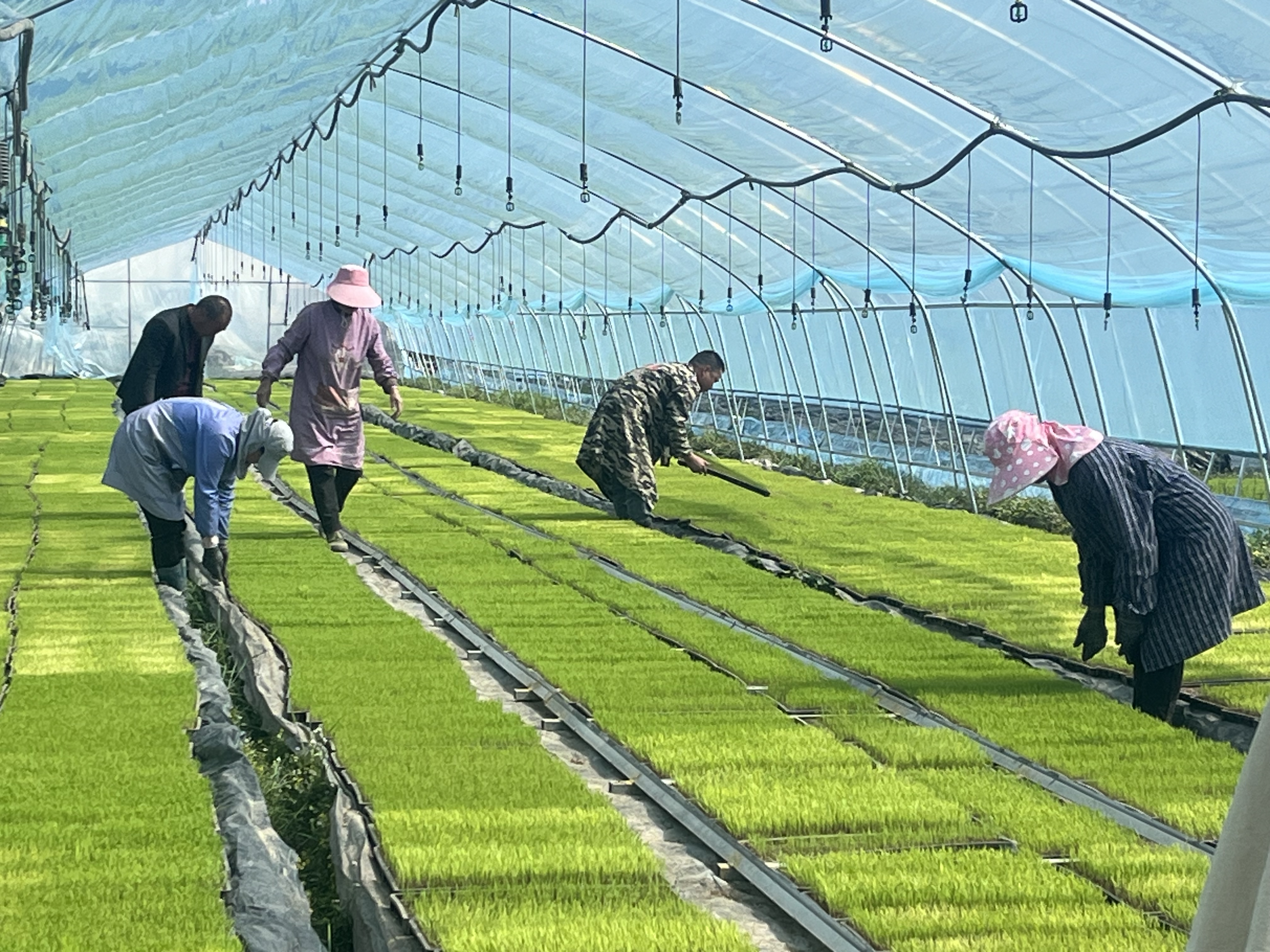 罗山县周党镇:多举措助力脱贫劳动力端稳"务工就业饭碗"