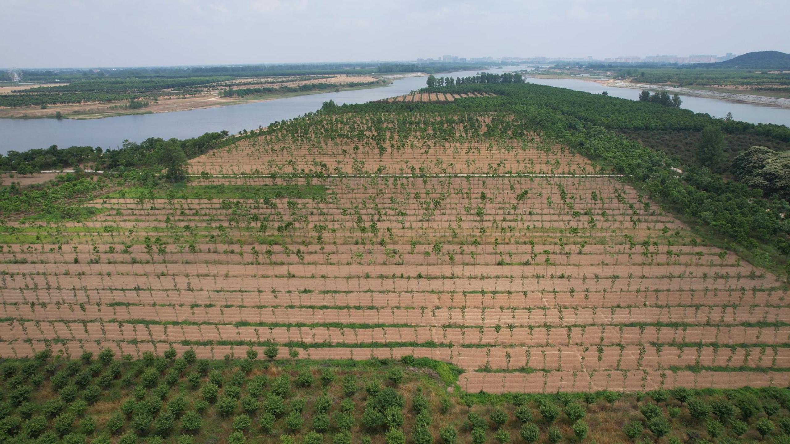罗山县竹竿镇:茯苓种植 助农增收