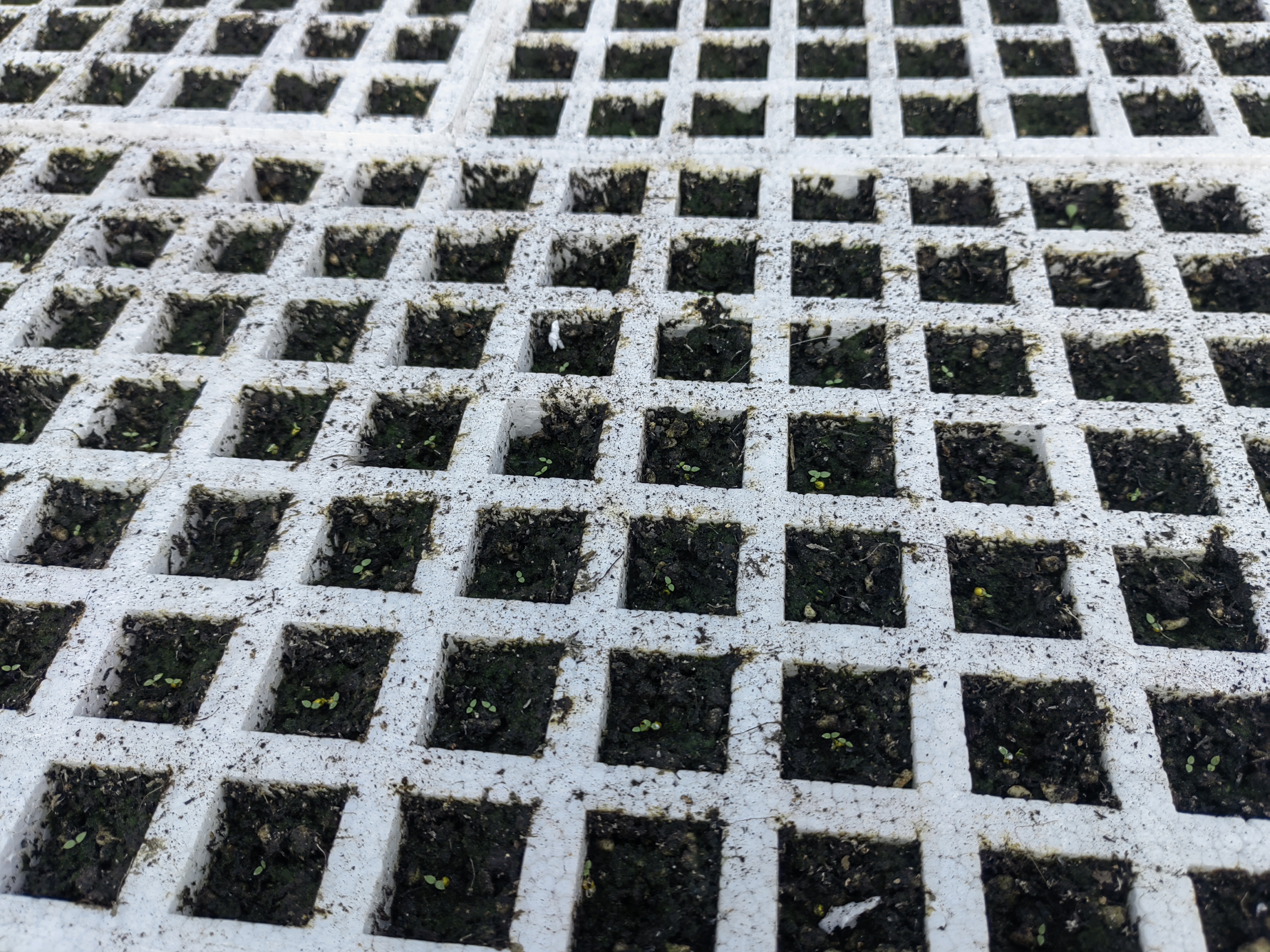 烟农育苗忙 开启新希望