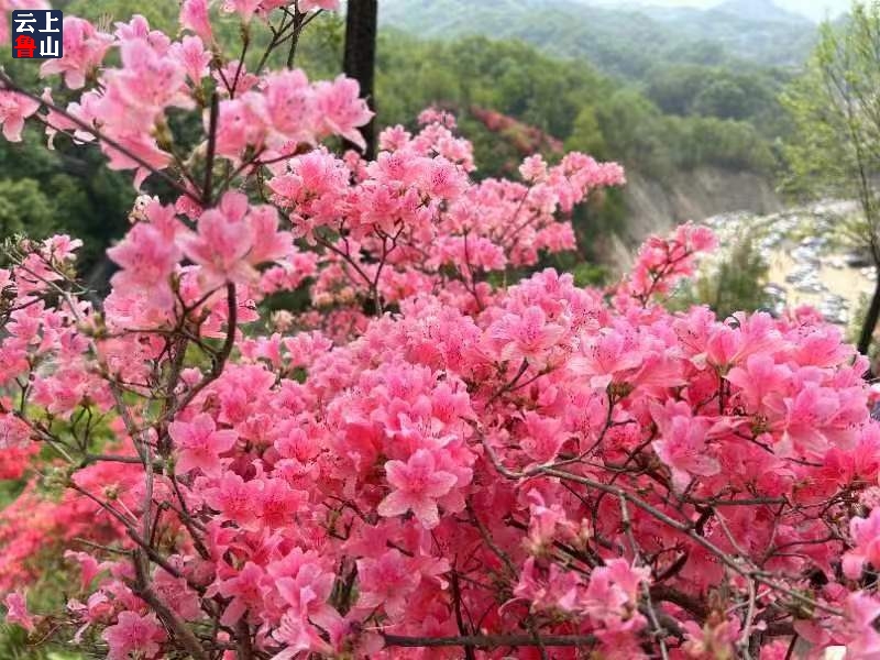 河南鲁山杜鹃花开游人醉