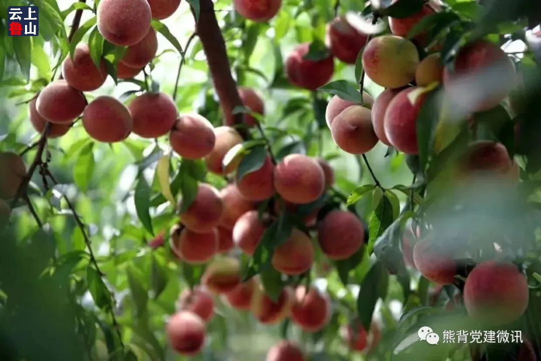 罗山县一年一度的熊背血桃采摘节30天倒计时