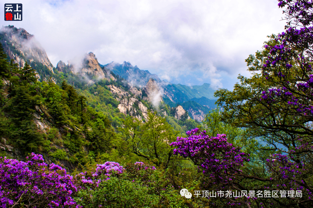 鲁山尧山杜鹃始盛开