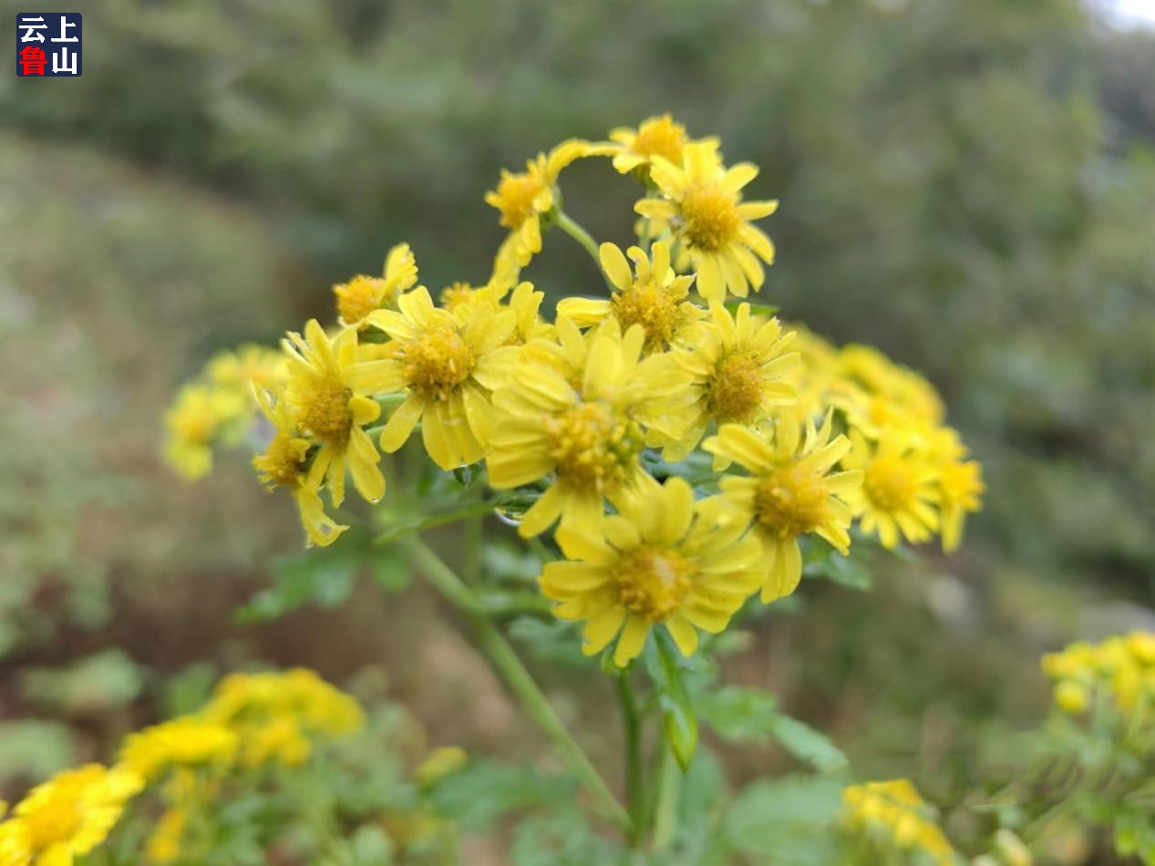 河南鲁山县野菊花成为村民们的致富花