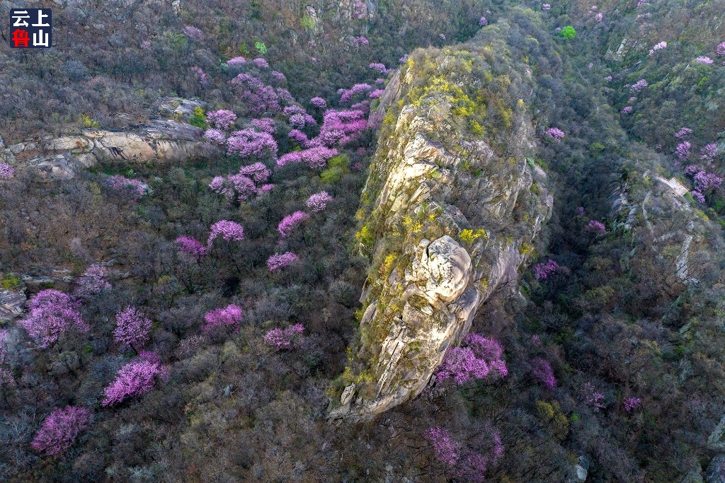 河南鲁山:紫荆花开天龙池-大象网