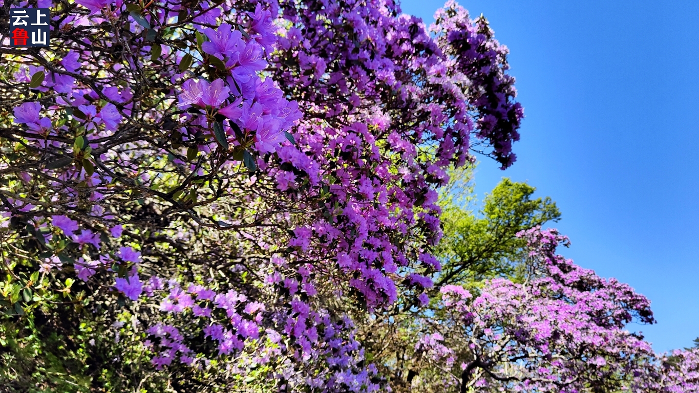 尧山杜鹃花开正艳!河南鲁山"花经济"越做越"强"