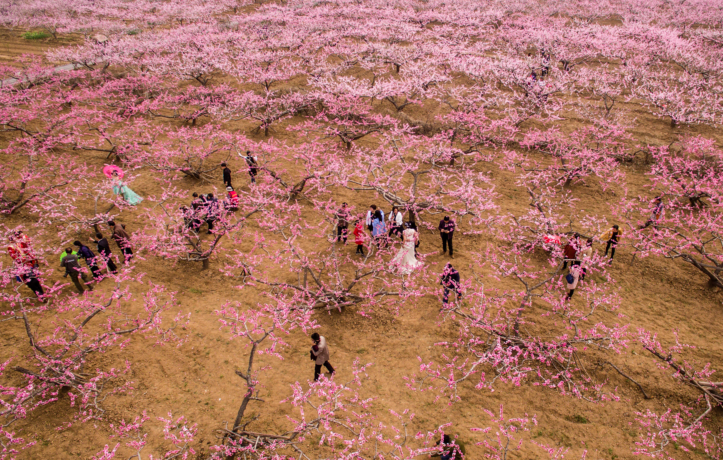 南召县云阳镇桃花节图片