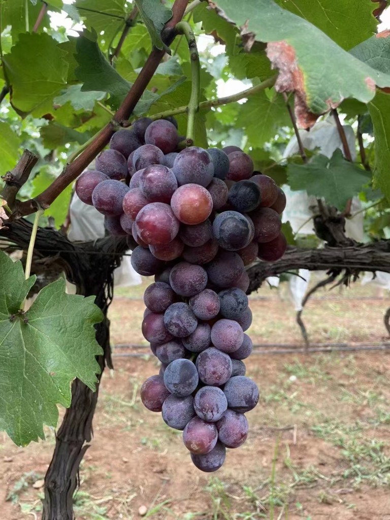 洛阳市孟津区小浪底镇小浪底村小葡萄串起乡村振兴致富路