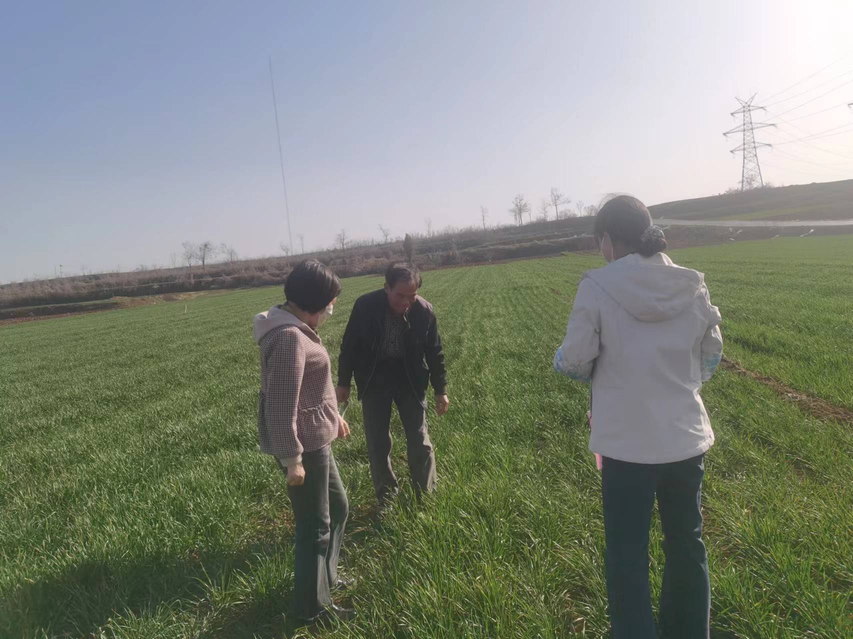 孟津区小浪底镇:专家"把脉问诊" 抓好麦田管理-大象网