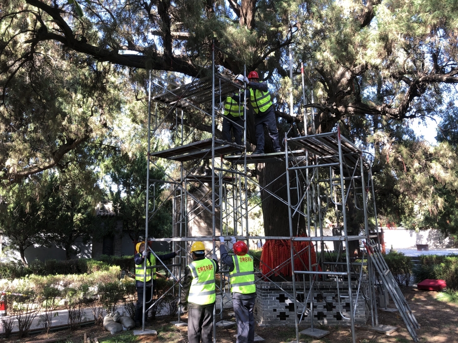 孟州市全力守护古树名木活化石