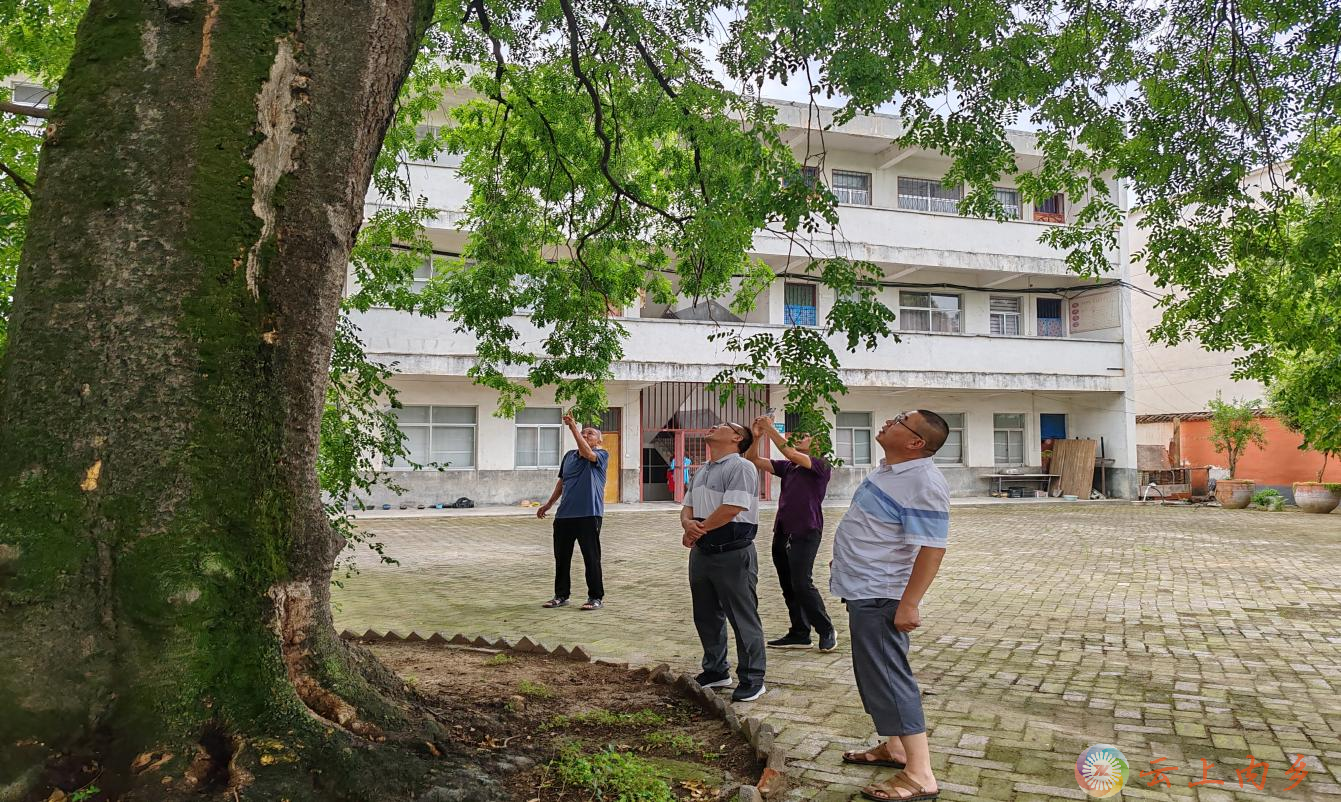 内乡县灌涨镇多措并举让古树名木老有所依